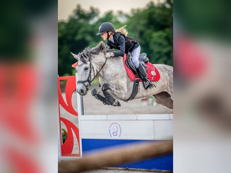 Autres races Croisé Jument 9 Ans 147 cm Gris in Sedliste