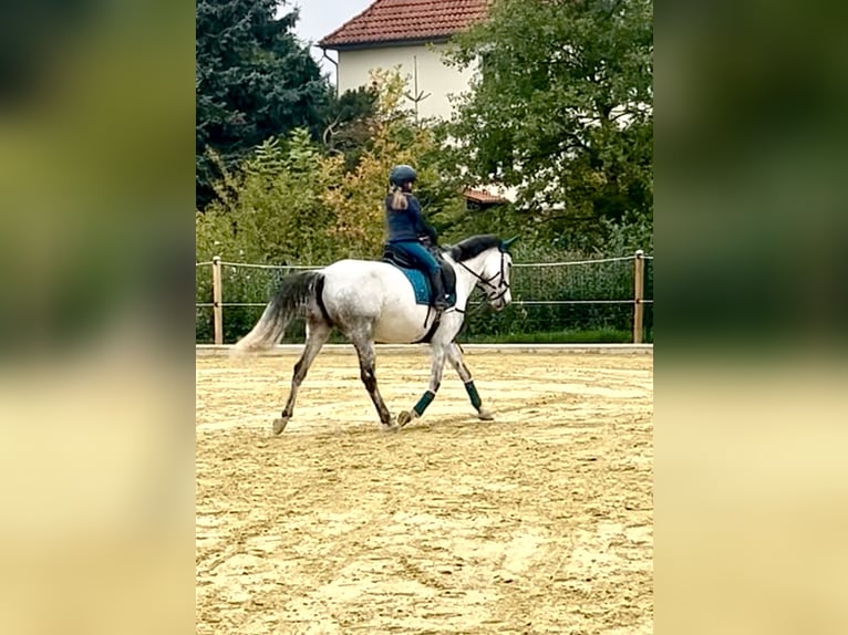 Autres races Jument 9 Ans 148 cm Gris in Gieboldehausen