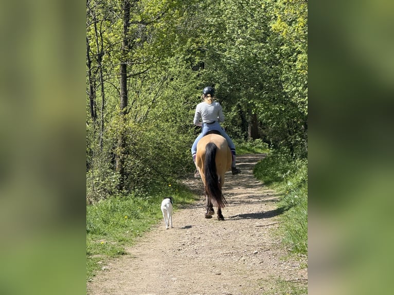 Autres races Jument 9 Ans 150 cm Isabelle in Remscheid