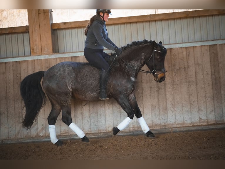 Autres races Jument 9 Ans 152 cm Rouan Bleu in Nettersheim