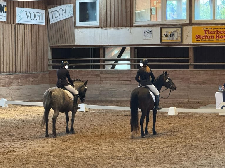 Autres races Croisé Jument 9 Ans 153 cm Léopard in Eiterfeld Buchenau