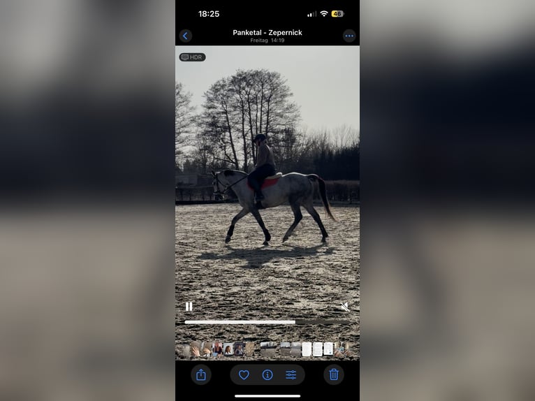 Autres races Jument 9 Ans 155 cm Gris pommelé in Zepernick