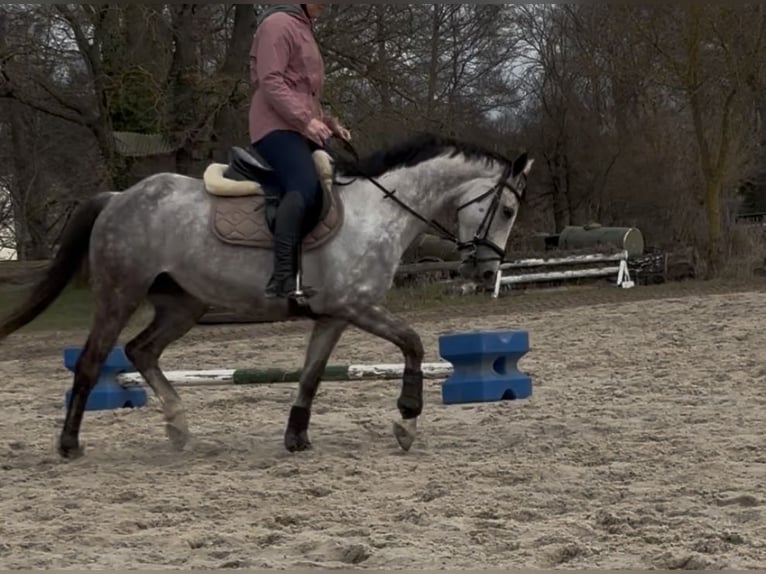 Autres races Jument 9 Ans 155 cm Gris pommelé in Zepernick