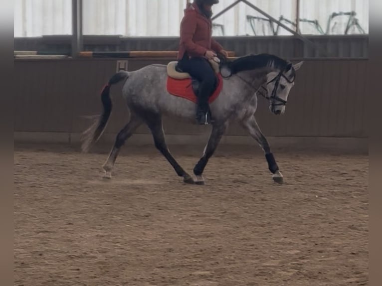 Autres races Jument 9 Ans 155 cm Gris pommelé in Zepernick