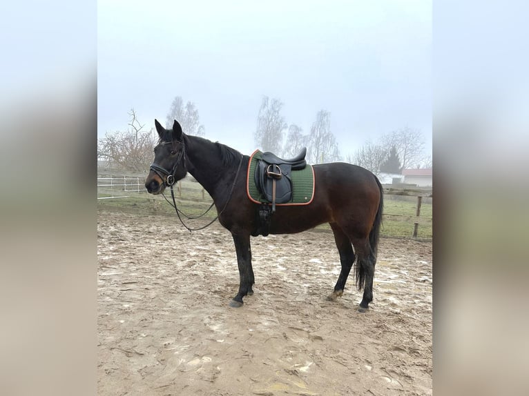 Autres races Croisé Jument 9 Ans 160 cm Bai brun in Leipzig