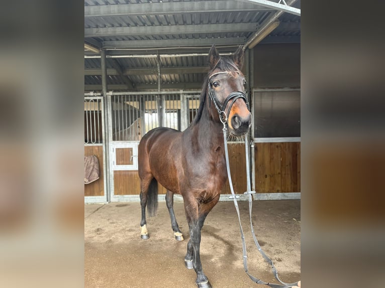 Autres races Croisé Jument 9 Ans 160 cm Bai brun in Leipzig