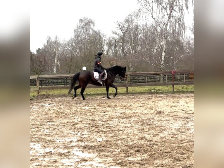 Autres races Croisé Jument 9 Ans 160 cm Bai brun in Leipzig