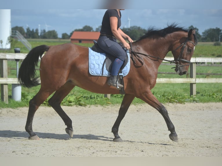 Autres races Jument 9 Ans 164 cm Bai in Breda