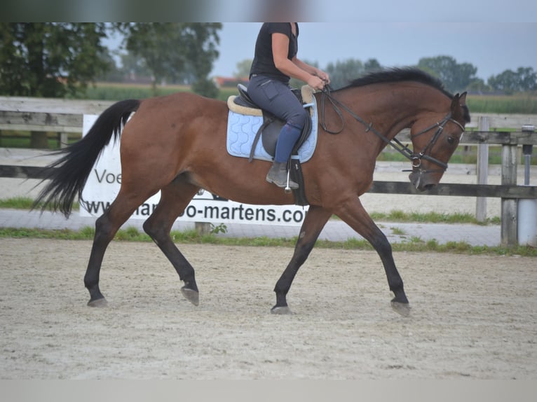 Autres races Jument 9 Ans 164 cm Bai in Breda