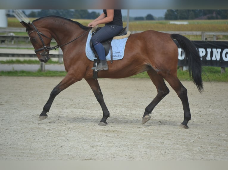 Autres races Jument 9 Ans 164 cm Bai in Breda