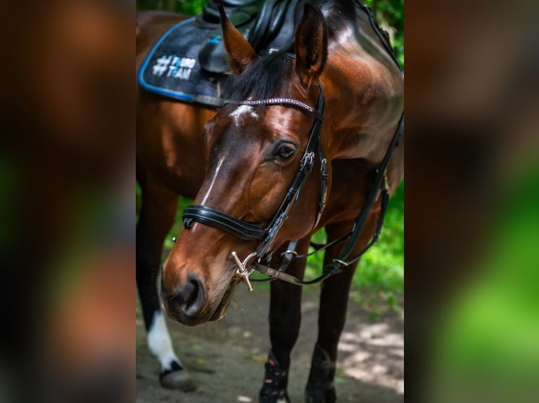 Autres races Jument 9 Ans 167 cm Bai cerise in S&#x119;dzice
