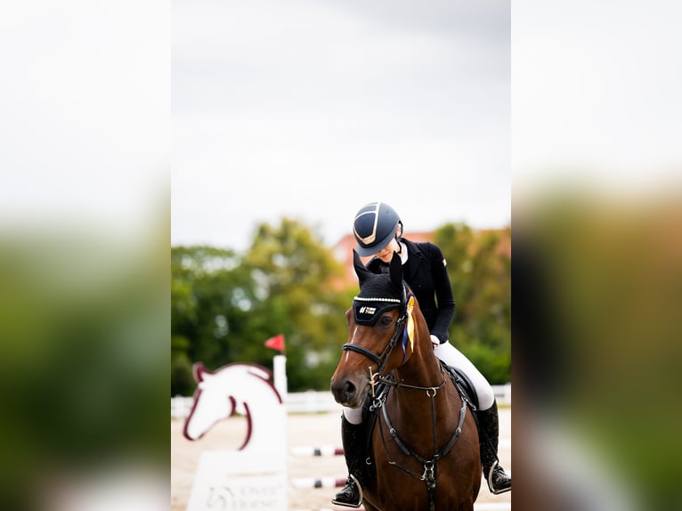 Autres races Jument 9 Ans 167 cm Bai cerise in S&#x119;dzice