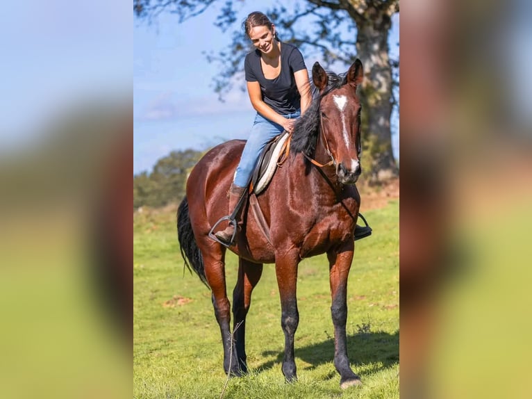 Autres races Croisé Jument 9 Ans 167 cm Bai in Mirandol bourgnounac