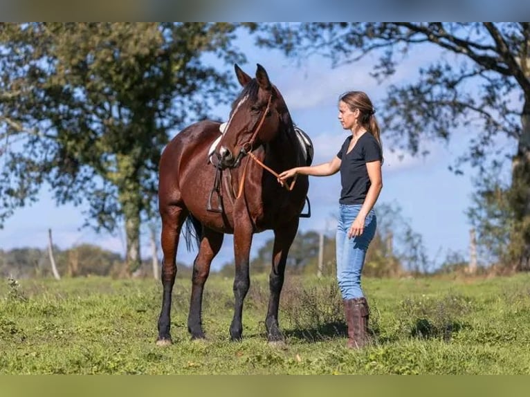 Autres races Croisé Jument 9 Ans 167 cm Bai in Mirandol bourgnounac