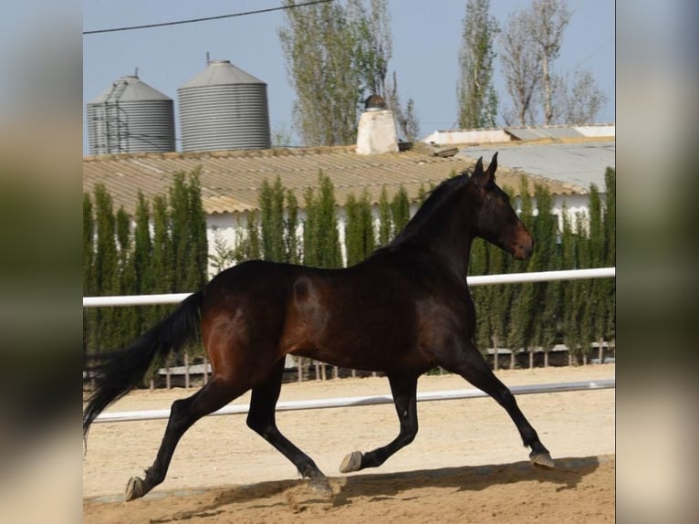 Autres races Croisé Jument 9 Ans Bai cerise in Málaga