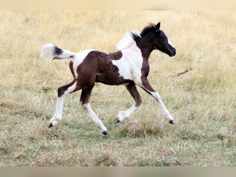 Autres races Jument Poulain (05/2026) 148 cm Tobiano-toutes couleurs in Renaix