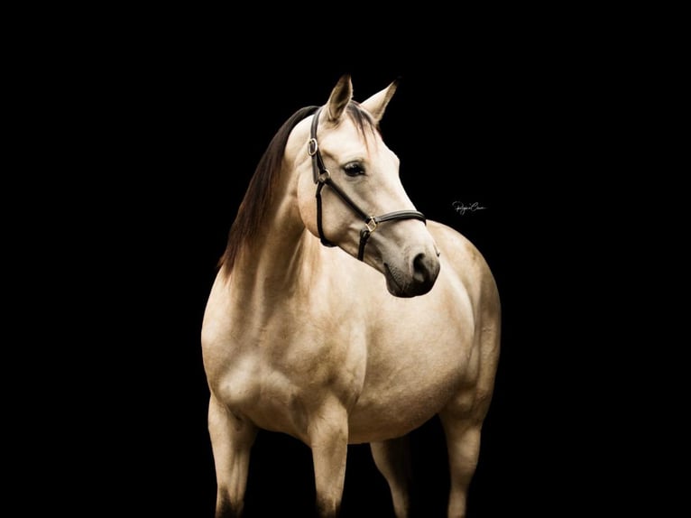 Autres races Jument Poulain (03/2025) 159 cm Peut devenir gris in Rotenburg an der Fulda