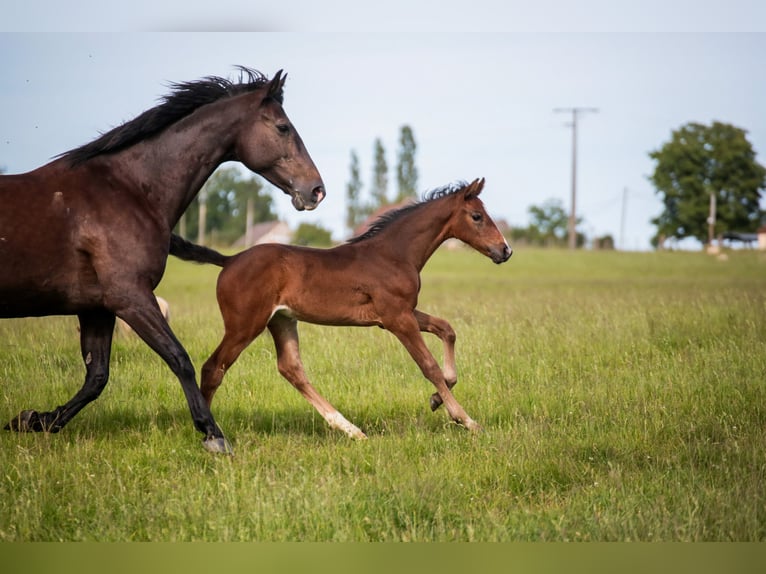 Autres races Jument Poulain (05/2024) Bai brun foncé in SORBIER