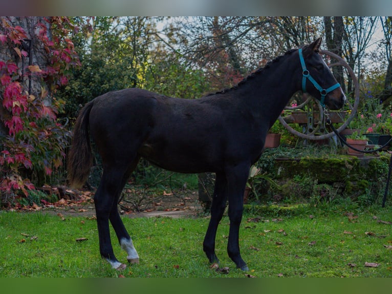 Autres races Jument Poulain (05/2024) Bai brun foncé in SORBIER