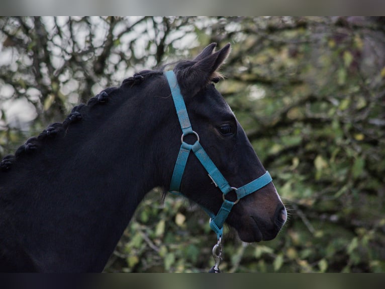 Autres races Jument Poulain (05/2024) Bai brun foncé in SORBIER