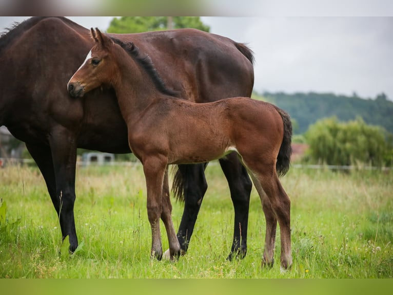 Autres races Jument Poulain (05/2024) Bai brun foncé in SORBIER