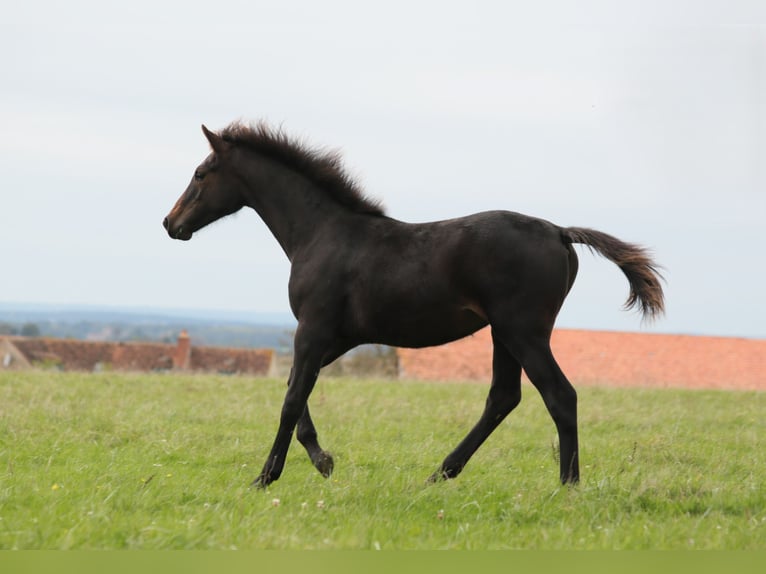 Autres races Jument Poulain (05/2024) Bai brun foncé in SORBIER