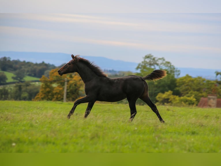 Autres races Jument Poulain (05/2024) Bai brun foncé in SORBIER