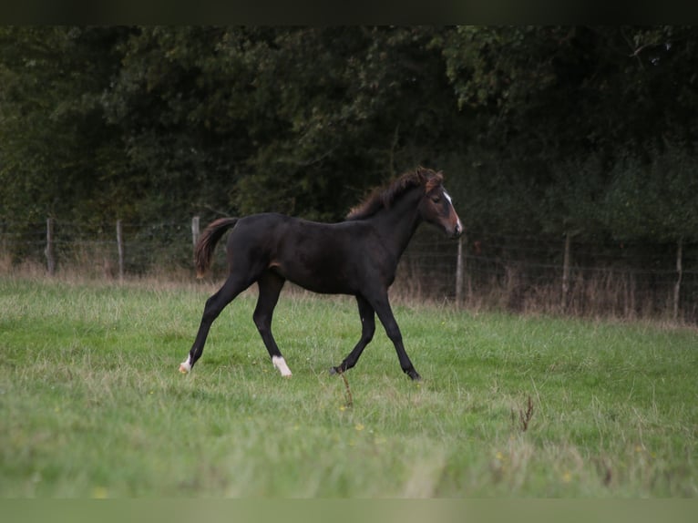 Autres races Jument Poulain (05/2024) Bai brun foncé in SORBIER