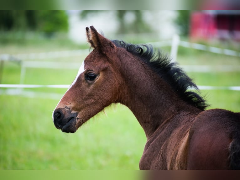 Autres races Jument Poulain (05/2024) Bai brun foncé in SORBIER