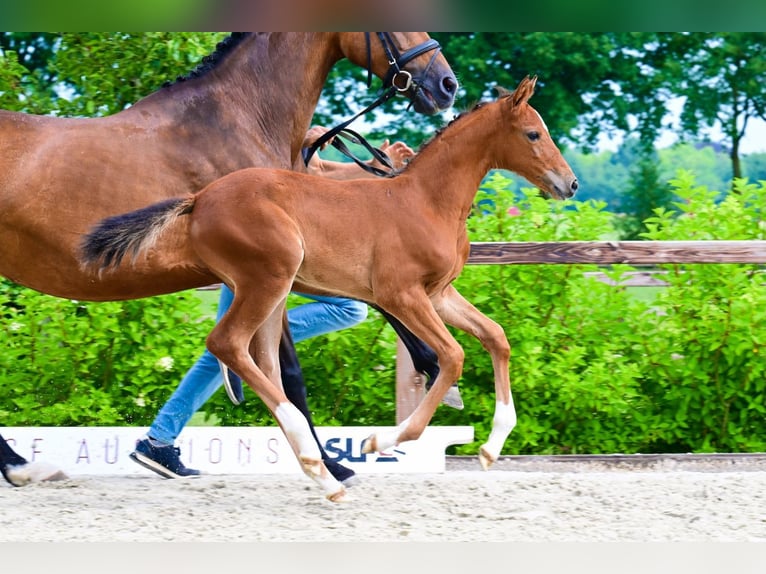 Autres races Jument  Bai in Bladel