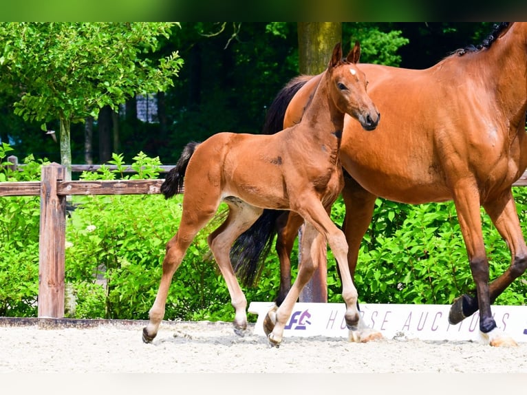 Autres races Jument  Bai in Bladel