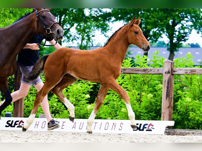 Autres races Jument  Bai in Bladel