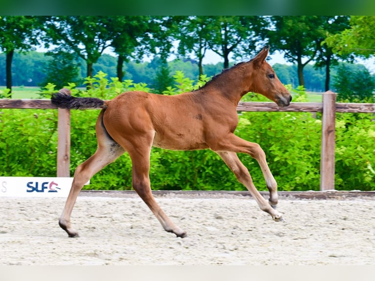 Autres races Jument  Bai in Bladel