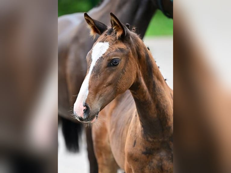 Autres races Jument Poulain (05/2024) in Zele