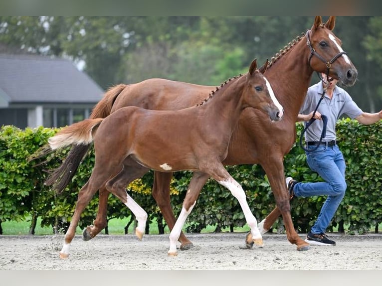 Autres races Jument Poulain (05/2024) in Zele