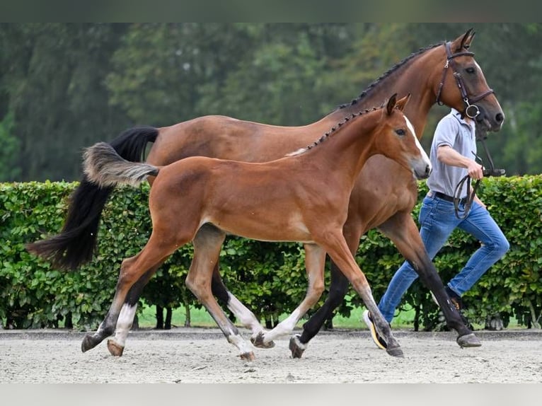 Autres races Jument Poulain (05/2024) in Zele