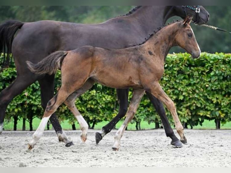 Autres races Jument Poulain (05/2024) in Zele