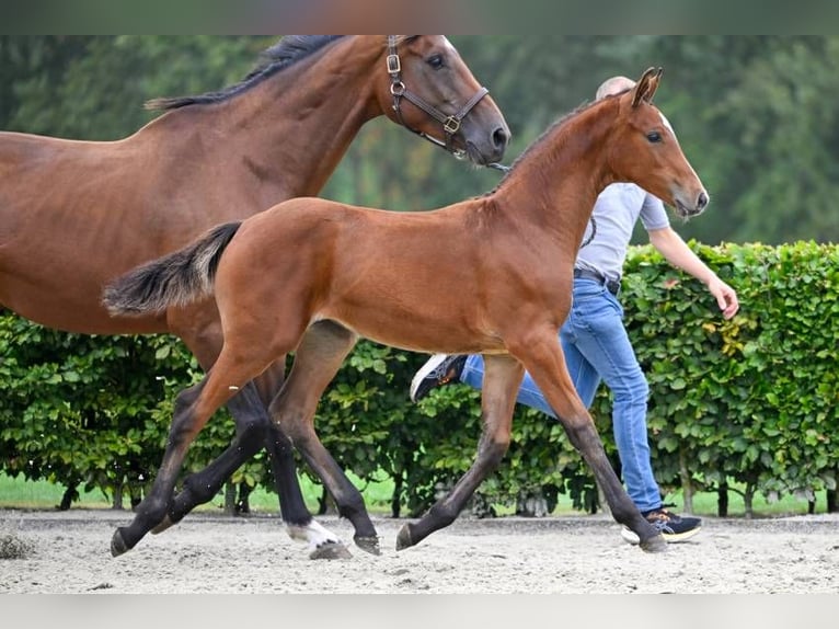 Autres races Jument Poulain (05/2024) in Zele