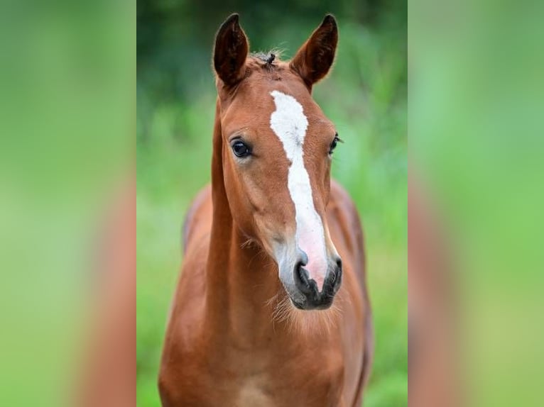 Autres races Jument Poulain (05/2024) in Zele