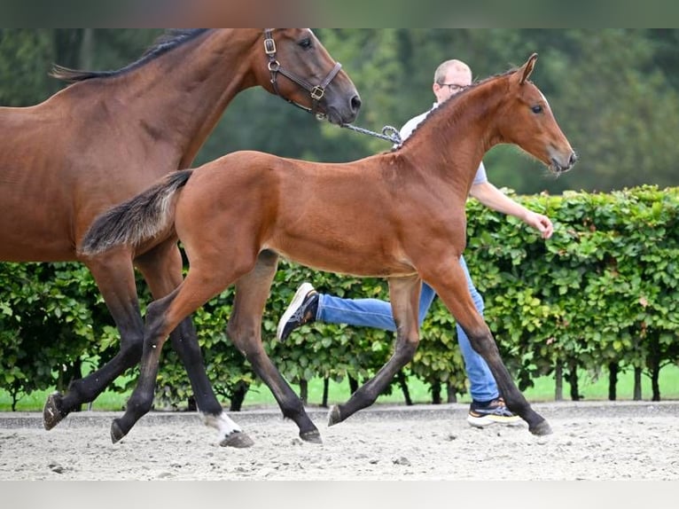 Autres races Jument Poulain (05/2024) in Zele