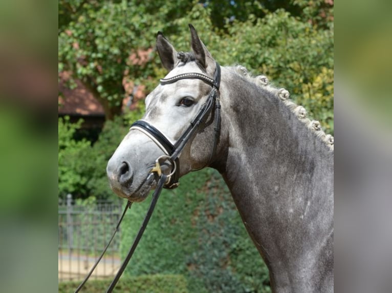 AVIADOR Holstein Stallion Grey in Warendorf