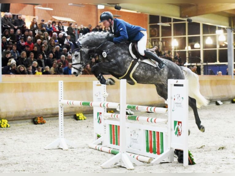 AVIADOR Holsteiner Étalon in Warendorf
