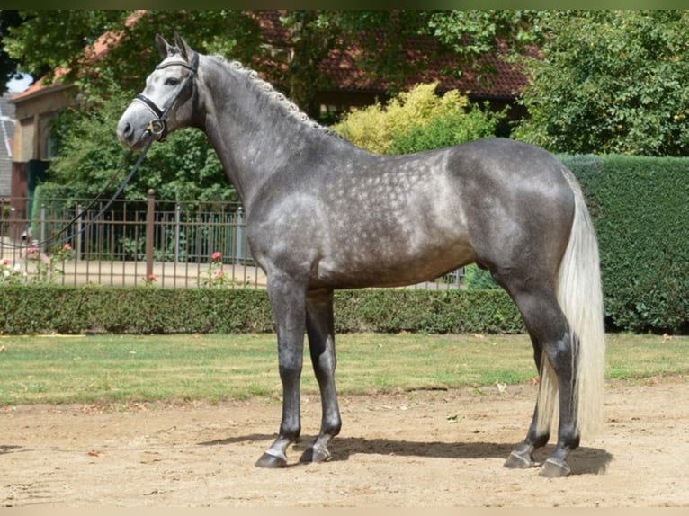 AVIADOR Holsteiner Étalon in Warendorf