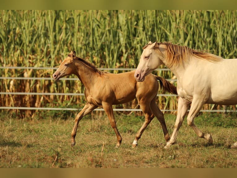 Azteca Caballo castrado 2 años 155 cm Champán in Waldshut-Tiengen