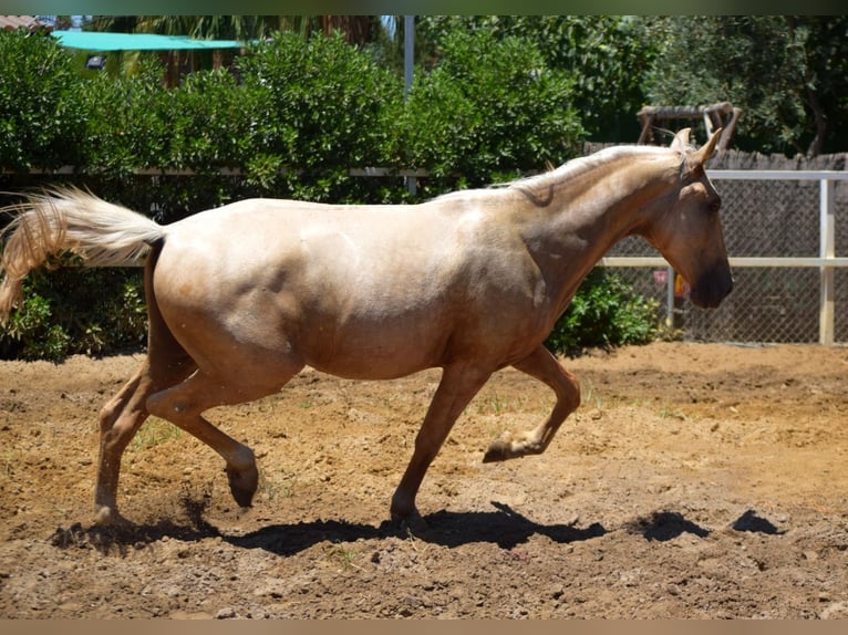 Azteca Caballo castrado 2 años 162 cm Perla in Lebrija