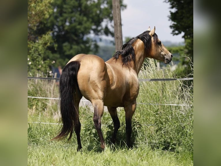 Azteca Caballo castrado 2 años 163 cm Perlino in Rödinghausen