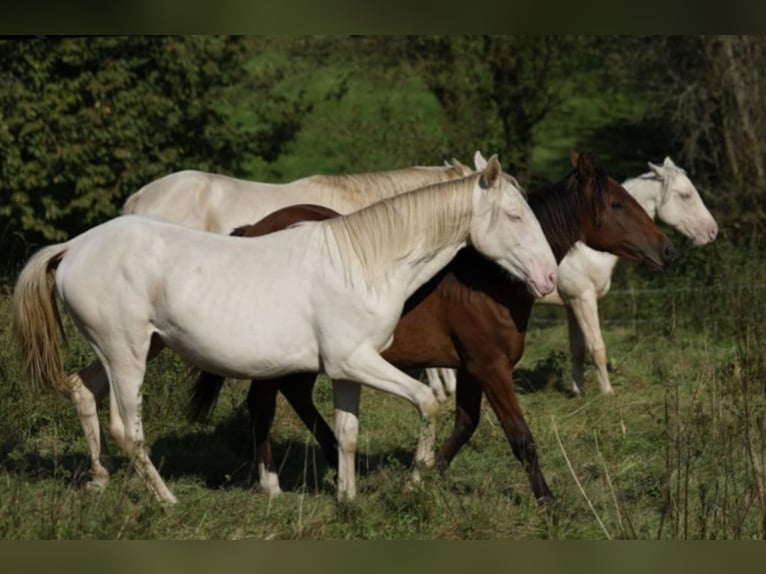 Azteca Caballo castrado 2 años 163 cm Perlino in Rödinghausen