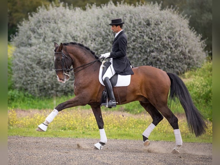 Azteca Caballo castrado 2 años 163 cm Perlino in Rödinghausen