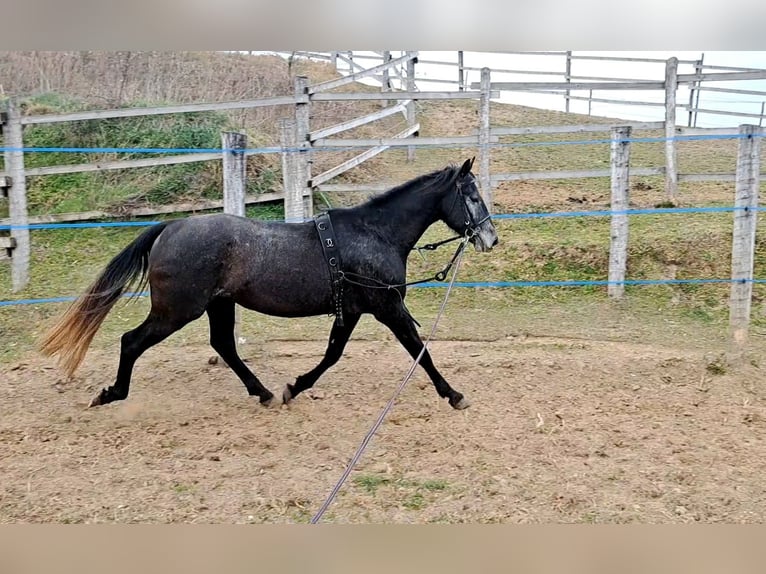 Azteca Caballo castrado 4 años 154 cm Negro in Kisb&#xE9;r