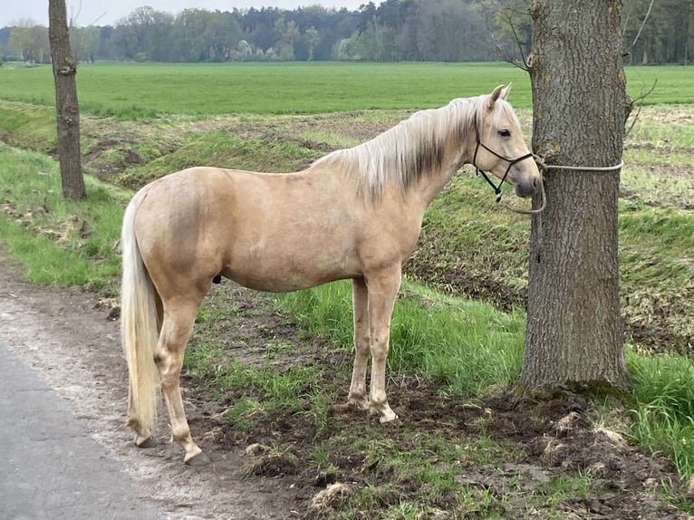 Azteca Caballo castrado 4 años 160 cm Palomino in Stemwede